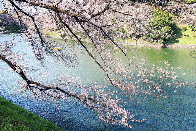 千鳥ヶ淵