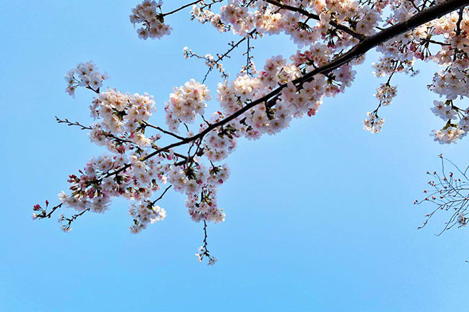 空と桜