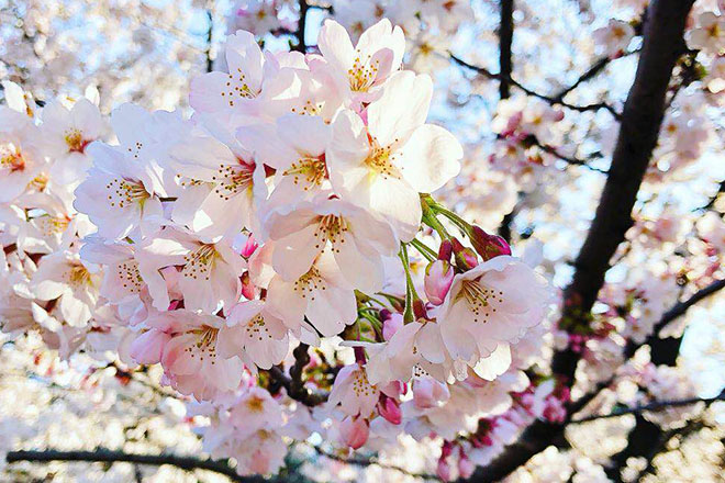 綺麗な桜
